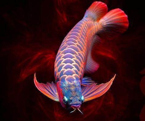 龍魚(yú)里什么品種最貴 龍魚(yú)百科 第3張