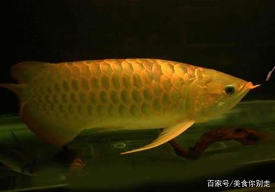 金龍魚中的極品魚有哪些，金龍魚中的極品魚 龍魚百科 第5張