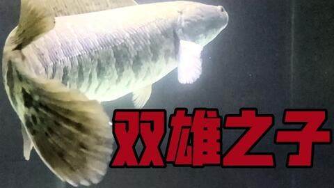 雷龍魚(yú)新品種有哪些種類(lèi)，雷龍魚(yú)新品種及種介紹 龍魚(yú)百科 第3張