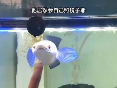 雷龍魚(yú)新品種有哪些種類(lèi)，雷龍魚(yú)新品種及種介紹 龍魚(yú)百科 第5張