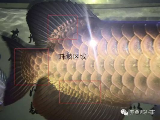 金龍魚產(chǎn)品好不好用呀怎么看出來，金龍魚產(chǎn)品如何辨別真?zhèn)?></a></span></div></div><footer class=