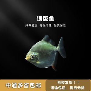 金龍魚水溫低了會怎樣嗎，金龍魚低溫時的飲食調(diào)整,如何預(yù)防金龍魚水溫驟降 龍魚百科 第3張