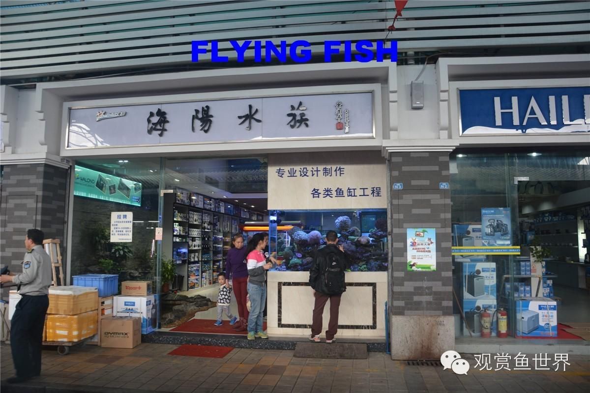 廣州花地灣水族批發(fā)市場，廣州花地灣水族市場特色商品,花地灣市場周邊交通指南 龍魚百科 第5張