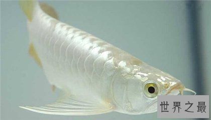 白色金龍魚，養(yǎng)殖白色金龍魚需要注意以下幾點