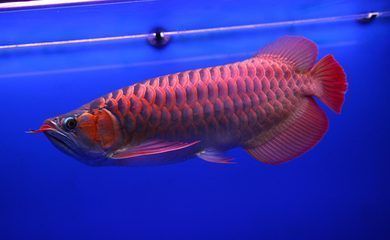 紅龍魚25cm大概多少錢，紅龍魚25cm的價格因地區(qū)、品種和市場供求而異 龍魚百科 第4張