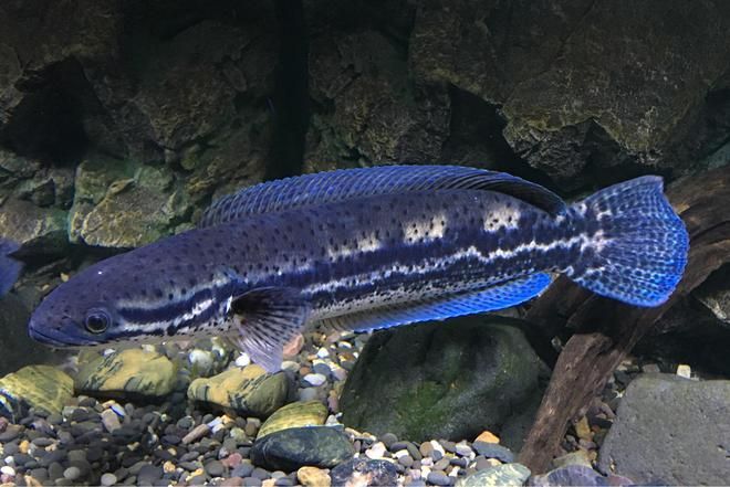 那種雷龍魚最好看又好養(yǎng)，適合新手飼養(yǎng)的雷龍魚，適合新手飼養(yǎng)的雷龍魚品種 龍魚百科 第3張