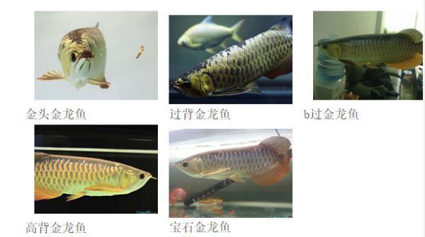 金龍魚的品相怎么看真假，如何辨別金龍魚的好壞 龍魚百科 第2張