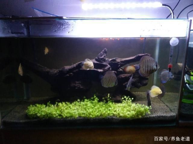 魚(yú)缸不換水會(huì)怎么樣，如何判斷魚(yú)缸水質(zhì)惡化的有效方法 龍魚(yú)百科 第5張