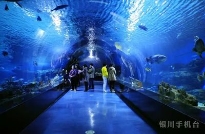 銀川水族館，寧夏銀川水族館特色動物介紹鴻森水族館門票價格及開放時間 龍魚百科 第2張