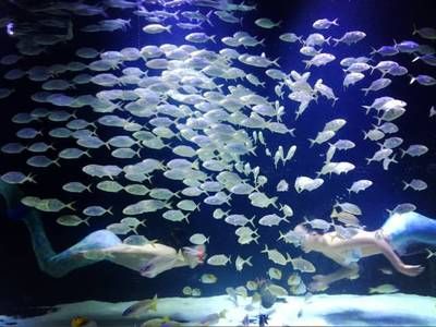 銀川水族館，寧夏銀川水族館特色動物介紹鴻森水族館門票價格及開放時間 龍魚百科 第3張