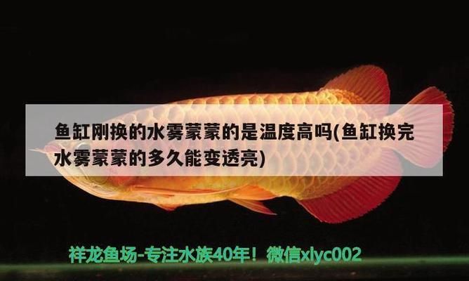 金龍魚一般養(yǎng)幾條好，關(guān)于金龍魚一般養(yǎng)幾條好的詳細(xì)信息 龍魚百科 第5張