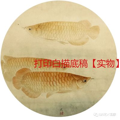 工筆金龍魚底稿，工筆金龍魚底稿是一種傳統(tǒng)的中國畫技法 龍魚百科 第3張