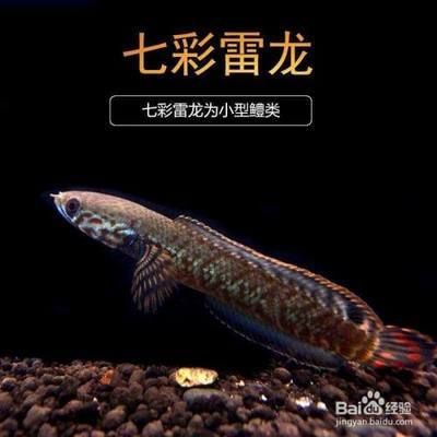 雷龍魚哪種好養(yǎng)，雷龍魚品種推薦：雷龍魚的飼養(yǎng)難度和品種選擇息息相關(guān) 龍魚百科 第5張