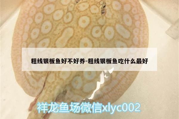 粗線銀版魚苗混養(yǎng)最佳水溫，