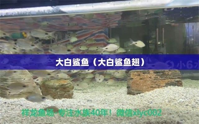 B級過背金龍魚，b級過背金龍魚的養(yǎng)殖技術(shù) 龍魚百科 第2張