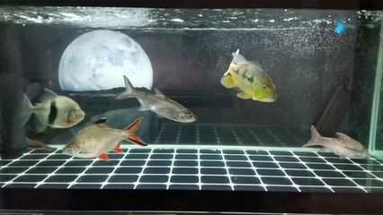 虎斑恐龍魚飼養(yǎng)方法視頻教程大全，虎斑恐龍魚的飼養(yǎng)方法 水族問答