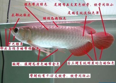 龍魚色斑，龍魚身上出現(xiàn)紅斑是怎么回事 龍魚百科 第3張