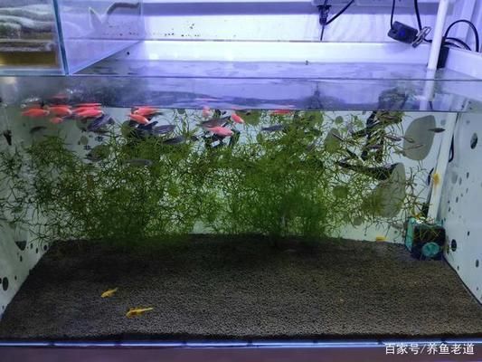 為什么大魚(yú)缸不用水泵抽水，人工換水對(duì)魚(yú)健康的注意事項(xiàng)介紹人工換水對(duì)魚(yú)健康的注意事項(xiàng)