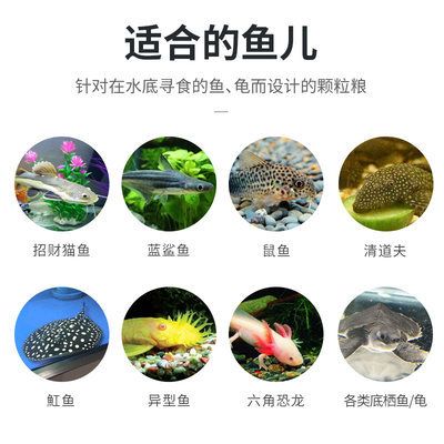 六角恐龍魚飼料下沉的好還是上浮的好，六角恐龍魚幼魚飼料選擇