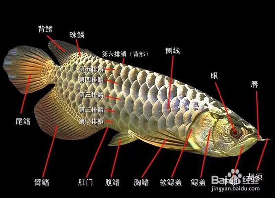 金龍魚的鱗片怎么樣才會金，如何讓金龍魚的鱗片變得金黃