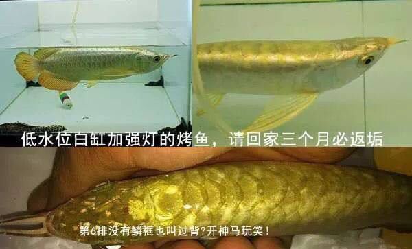 金龍魚的鱗片怎么樣才會金，如何讓金龍魚的鱗片變得金黃