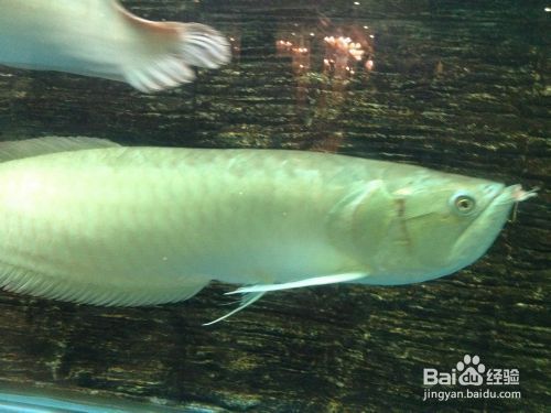 深圳市福田區(qū)金國(guó)水族館，深圳市福田區(qū)金國(guó)水族館介紹