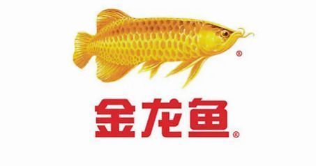 金龍魚股吧最新股價(jià)，金龍魚股吧最新股價(jià)為3.50元 龍魚百科 第3張