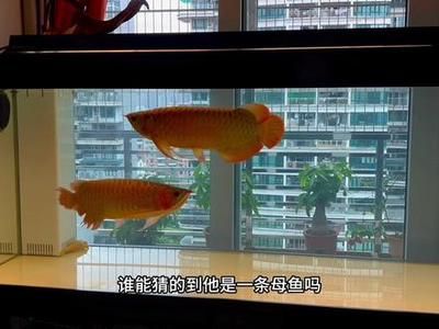 龍魚公母混養(yǎng)都會鼓腮嗎，龍魚公母混養(yǎng)可能導致鼓腮現(xiàn)象，