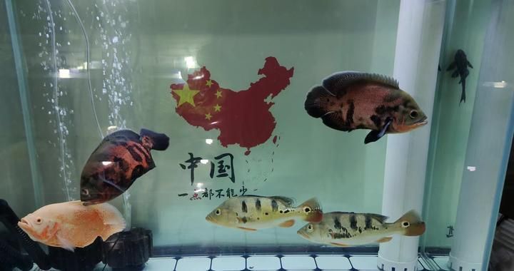 玉金龍魚圖片大全欣賞，玉金龍魚在水族箱中通常需要多少空間飼養(yǎng)玉金龍魚需要注意哪些要點 水族問答