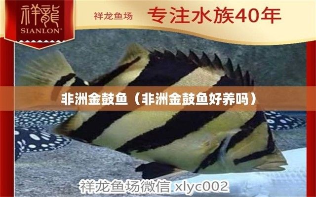 龍魚魟魚虎魚混養(yǎng)水溫，**龍魚、魟魚和虎魚混養(yǎng)時水溫應該設置在多少度 水族問答