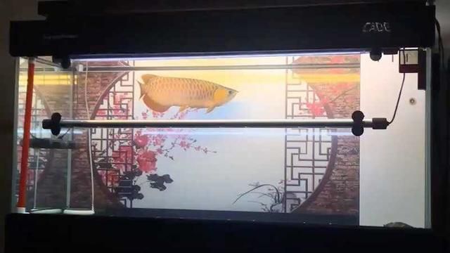 小龍魚怎么挑選，如何判斷小龍魚活力,小龍魚色澤鑒別技巧 龍魚百科 第4張