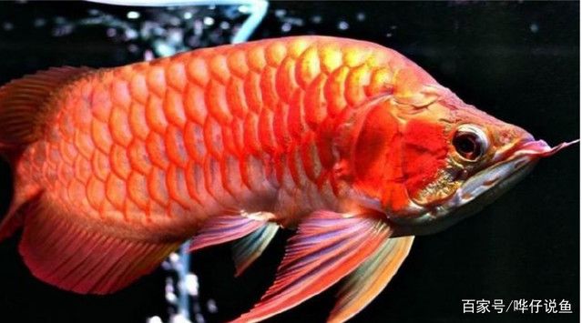 龍魚和戰(zhàn)船魚哪個(gè)好養(yǎng)，龍魚和戰(zhàn)船魚哪個(gè)好 龍魚百科 第4張