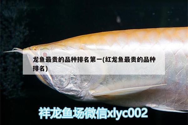 紅龍魚最貴的品種排名榜，紅龍魚最貴品種排名榜 龍魚百科 第4張