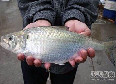 深圳虎魚，深圳虎魚價格