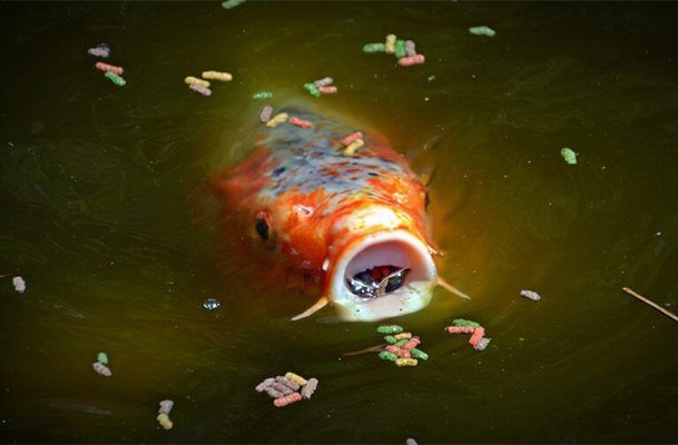 魚缸多久喂食，魚缸喂食過多的危害如何判斷魚是否吃飽不同季節(jié)魚缸喂食過多的危害 龍魚百科 第5張