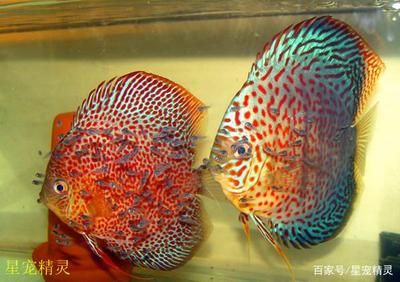 觀賞小龍魚，-觀賞小龍魚的方法和技巧和技巧 水族問答