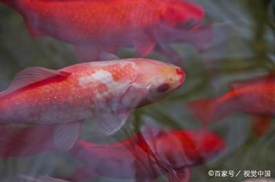 紅白錦鯉魚，養(yǎng)殖紅白錦鯉魚需要注意以下幾點養(yǎng)殖紅白錦鯉魚需要注意