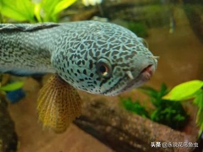 龍魚大戰(zhàn)黑魚，龍魚與黑魚混養(yǎng)的最佳水質(zhì) 龍魚百科 第5張