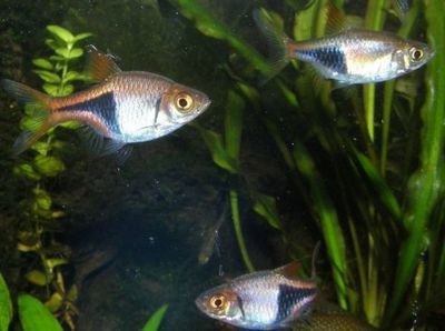 庫爾勒華麗美水族館，庫爾勒華麗美水族館位于中國新疆維吾爾自治區(qū)庫爾勒市