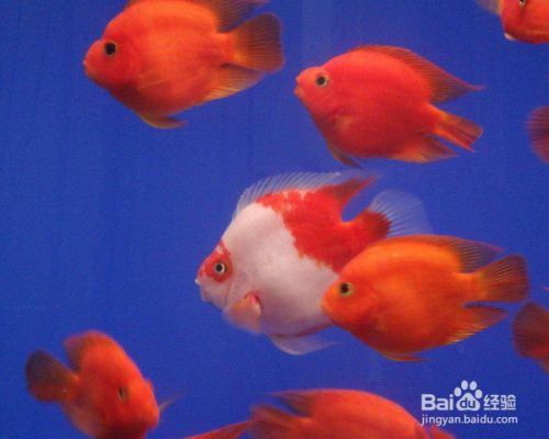 江陰市新城東盛源水族館，江陰市新城東盛源水族館詳細(xì)介紹魚缸、觀賞魚、漁具、日用百貨的零售