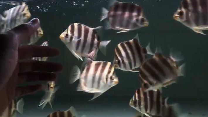 紅塔區(qū)宏泰水族館，云南玉溪紅塔區(qū)宏泰水族館海洋生物展覽和教育活動(dòng)