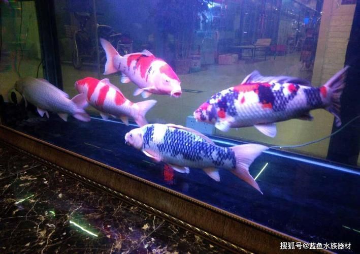 金龍魚淡水魚還是海水魚，金龍魚淡水魚和海水魚有什么區(qū)別？ 水族問答