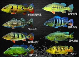 藍(lán)帆三間魚(yú)，藍(lán)帆三間魚(yú)的繁殖方法