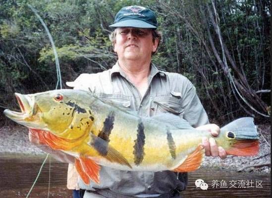 藍(lán)帆三間魚，藍(lán)帆三間魚的繁殖方法 龍魚百科 第4張