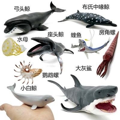 大白鯊魚，世界上最大的食肉魚類——大白鯊 龍魚百科 第4張