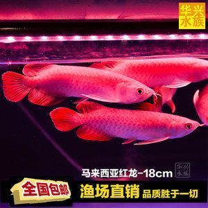 龍魚價(jià)格排名前十，十種龍魚的價(jià)格 龍魚百科 第3張