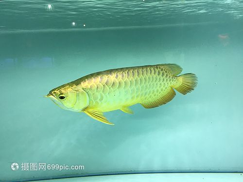 金龍魚(yú)俯視圖，金龍魚(yú)俯視圖展示了其獨(dú)特的外形和色彩和色彩著稱(chēng)