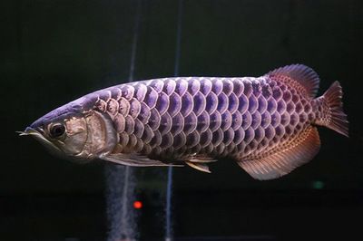 金龍和龍魚，金龍和龍魚在文化與生態(tài)學(xué)中的重要性，金龍魚與紅龍魚對(duì)比