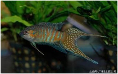 龍魚哪里買好養(yǎng)，如何選擇龍魚 龍魚百科 第4張