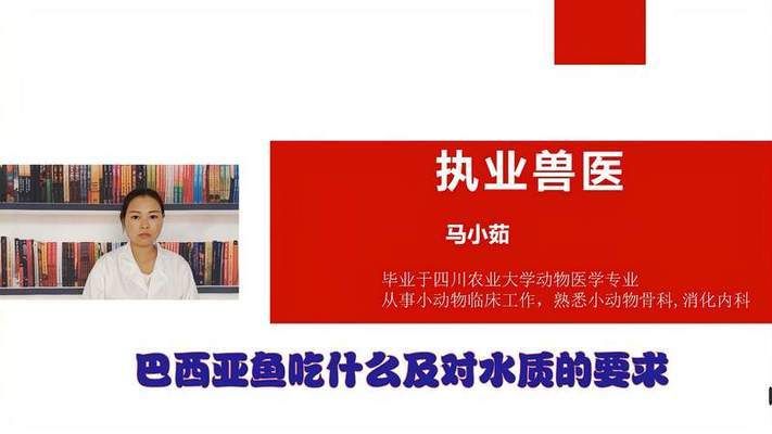 銀龍魚搭配什么魚好，-銀龍魚與其他魚類混養(yǎng)時(shí)應(yīng)注意哪些問題